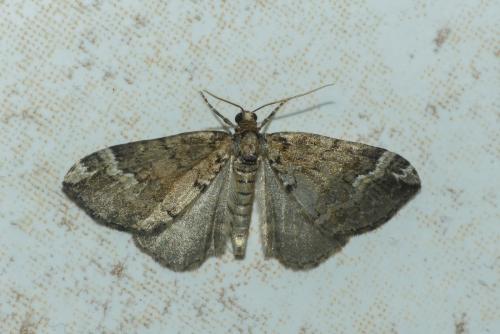 Perizoma lugdunaria